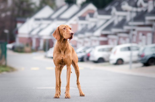 Hungarian pointer hound dog in the city