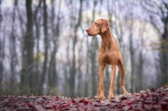 Hungarian hound dog in the pink forrest