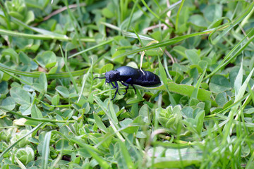 Beetle Black mother (Meloe proscarabaeus) damaging bee colonies.