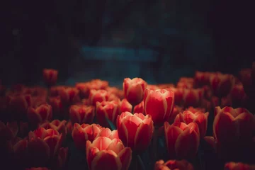 Fotobehang tulip flowers on a bokeh background,(Silhouette and soft focut) © mrpratan