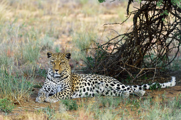 Africa. Namibia. leopard