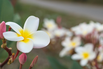 White Plumeria or Frangipani Flowers