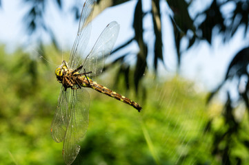A spiders web
