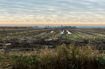 Fields in the evening