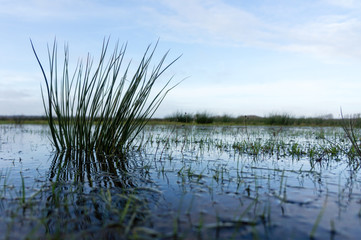 close-up of reed