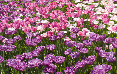 Pink and violet tulips