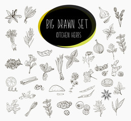 Hand-sketched a large collection of elements spices in our kitchen. Herbs and supplements for cooking. Vector