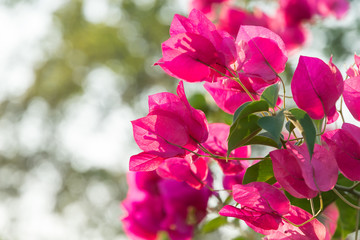selective focus pink bougainvillea bunch in sunlight evening