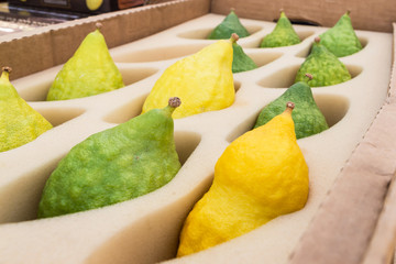 Sukkot, Sale of Etrog, green and yellow, with pitam. The Jewish holiday of Sukkot.  Pitam - point on top of the fruit in Hebrew