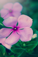 Evergreen Vinca Flower - Stock Image