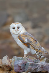 Barn owl,Tyto alba, sitting on stone wall, light bird in the old castle, animal in the urban habitat