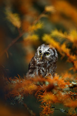 Small Boreal owl in the orange larch forest in cetral Europe