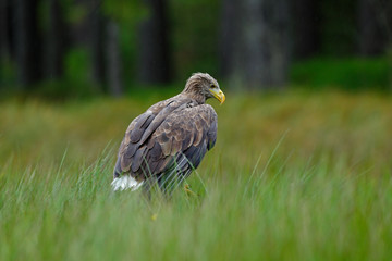 White-tailed Eagle, Haliaeetus albicilla, sitting in the green marsh grass, forest in the background