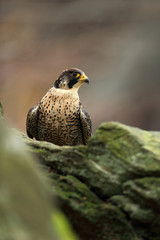Bird of prey Peregrine Falcon sitting on the stone with grey rock background