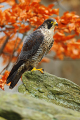 Bird of prey Peregrine Falcon sitting on the rock with orange autumn forest in background