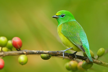 Blue-naped Chlorophonia, Chlorophonia cyanea, exotic tropic green song bird form Colombia