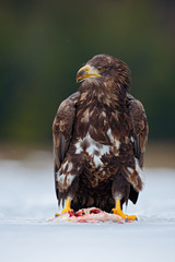 White-tailed eagle, Haliaeetus albicilla, with catch fish in snowy winter, snow in the forest habitat, Norway
