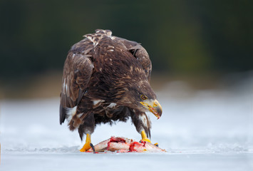 Golden Eagle with catch fish in snowy winter, snow in the forest habitat