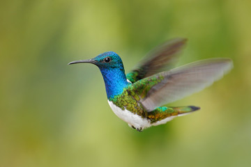 Flying blue and white hummingbird White-necked Jacobin, Florisuga mellivora, from Ecuador, clear green background
