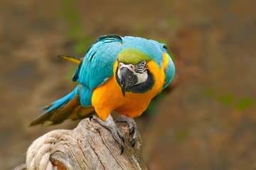 Parrot, blue-and-yellow macaw, Ara ararauna, also known as the blue-and-gold macaw, is a large South American parrot with blue top parts and yellow under parts