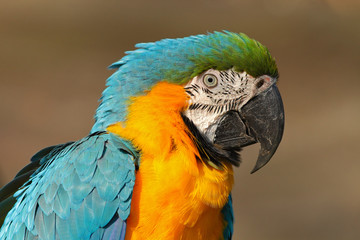 Portrait of blue-and-yellow macaw, Ara ararauna, also known as the blue-and-gold macaw, is a large South American parrot with blue top parts and yellow under parts