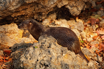 Neotropical Otter, Lontra longicaudis, sitting on the rock river coast, rare animal in the nature habitat, Rio Negro, Pantanal, Brazil