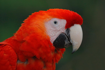 Parrot Scarlet Macaw, Ara macao, red head portrait in dark green tropical forest, Costa Rica