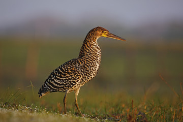 Motteled Rufescent Tiger-Heron, Tigrisoma lineatum, Pantanal, Brazil