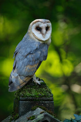 Nice bird barn owl, Tito alba, sitting on stone fence in forest cemetery, nice blurred light green the background