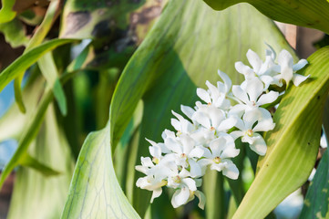 Obraz premium white orchid use for background