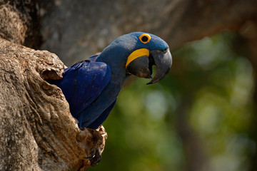 Hyacinth Macaw, Anodorhynchus hyacinthinus, in tree nest cavity, Pantanal, Brazil, South America