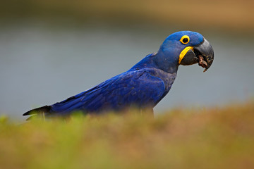 Portrait of big blue parrot Hyacinth Macaw, Anodorhynchus hyacinthinus, Pantanal, Brazil, South America