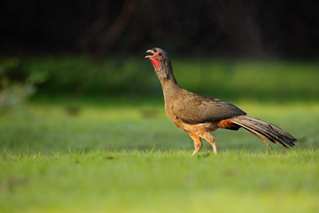 Chaco Chachalaca, Ortalis canicollis, bird with open bill, walking in the green grass, Pantanal, Brazil