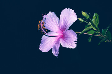 Hibiscus - Stock Image
