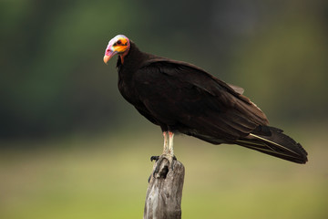 Lesser Yellow-headed Vulture, Cathartes burrovianus, Pantanal, Brazil
