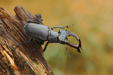 Stag beetle, Lucanus cervus, big insect in the nature habitat, old tree trunk, clear orange background, Czech Republic