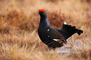 Lekking nice bird Black Grouse, Tetrao tetrix, in marshland, Sweden