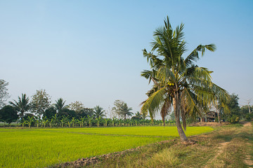 Obraz premium Landscape of banana tree with rice field.
