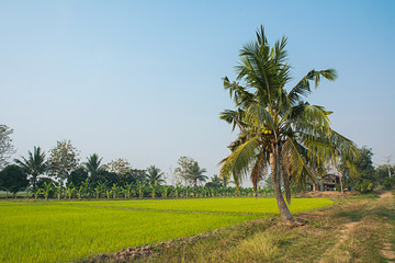 Landscape of banana tree with rice field.
