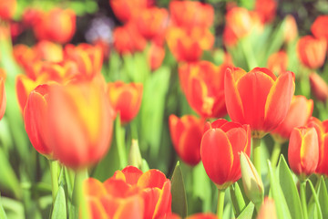 beautiful tulip flower background