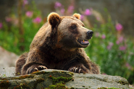 Portrait of brown bear, sitting on the grey stone, pink flowers at the background, animal in the nature habitat, Finland
