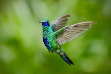 Green Violet-ear, Colibri thalassinus, green hummingbird  flying in the nature tropic forest habitat, Savegre, Costa Rica