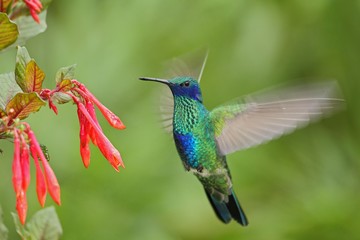 Fototapeta na wymiar Green and Blue Hummingbird Sabrewing flying next to beautiful red flower