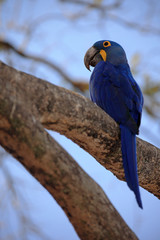 Big blue parrot Hyacinth Macaw, Anodorhynchus hyacinthinus, sitting on the branch with blue sky, Pantanal, Brazil, South America