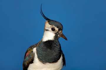 Northern Lapwing, Vanellus vanellus, portrait of water bird with crest, blue background, France