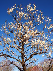 青空と白梅
