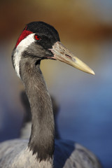 Portrait of bird Common Crane, Lake Hornborga, Sweden