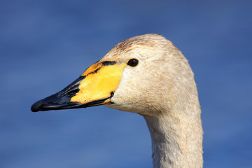 Whooper Swan, Cygnus cygnus, portrait of bird with black and yellow beak, Lake Hornboga, Sweden