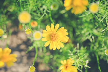 spring background (Dahlberg daisy)