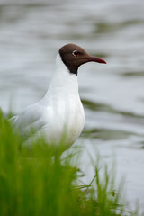 Portrait of Black-headed Gull, Chroicocephalus ridibundus, sitting on the green grass near the water Finland